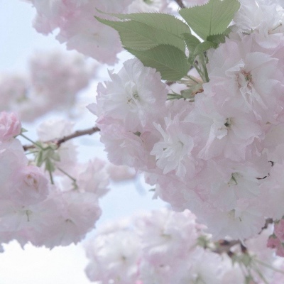 Furry插画细节提升福瑞群